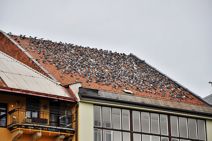 A2B Pest Control are able to install spikes to deter birds from roofs in Dartford. 