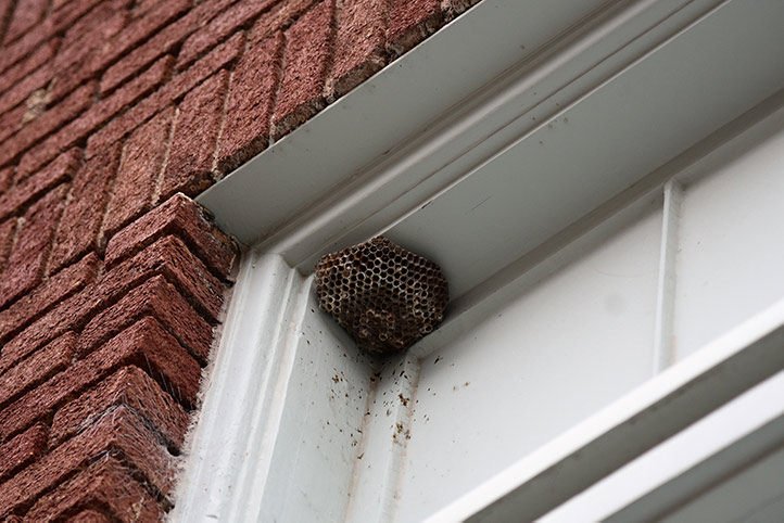 We provide a wasp nest removal service for domestic and commercial properties in Dartford.